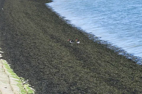 Afbeelding Ecoblock Martens beton in de golfzone